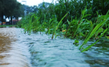 Stormwater flooding a sidewalk and nearby grass.