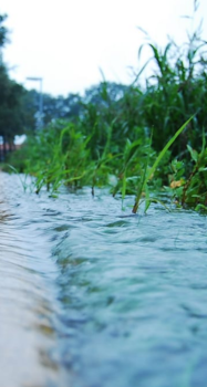 Stormwater flooding a sidewalk and nearby grass.