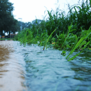 Stormwater flooding a sidewalk and nearby grass.