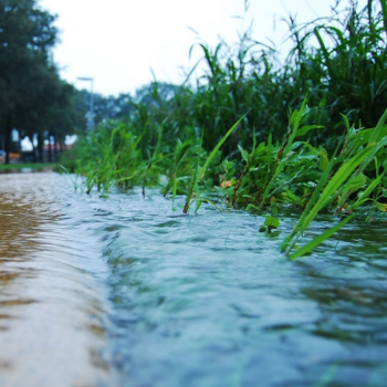 Stormwater flooding a sidewalk and nearby grass.
