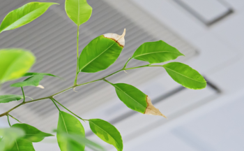 A plant growing in an office