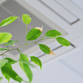 A plant growing in an office