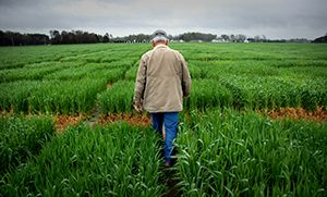 Extension agent looks over research crops planted in Kinston. PHOTO BY ROGER WINSTEAD